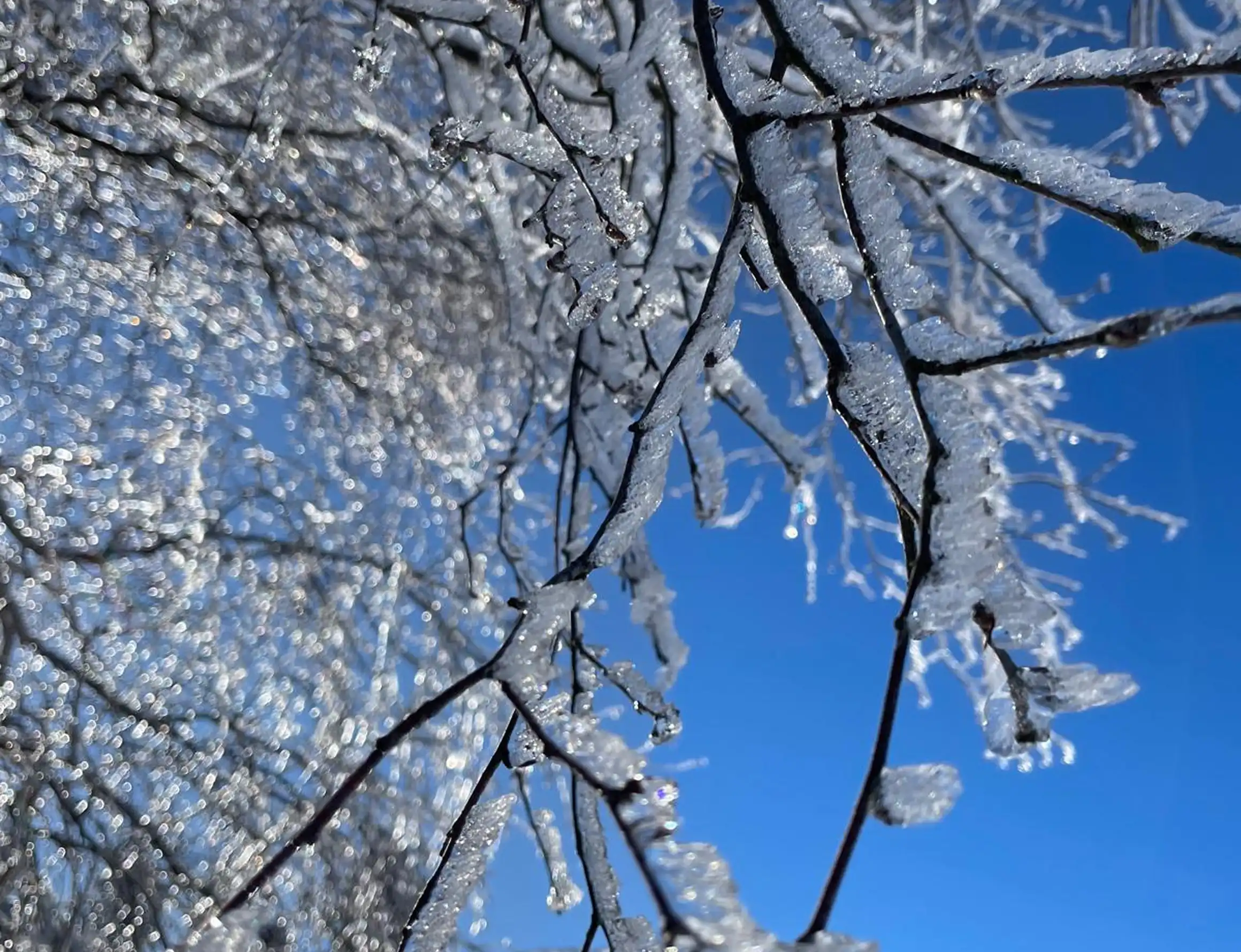 Schnee auf die baumen